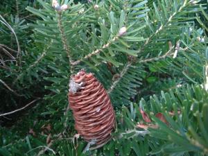 Silver Fir