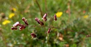 Quaking Grass