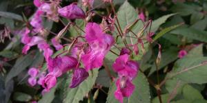 Himalayan Balsam