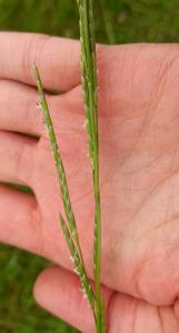 Small Sweet-grass