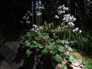 Kidney Saxifrage