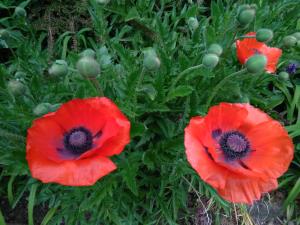 Oriental Poppy