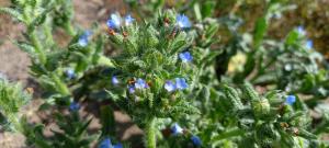 Bugloss