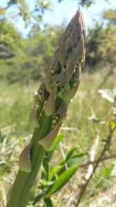 Garden Asparagus