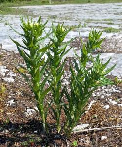 Common Gromwell