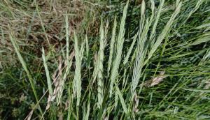 Lyme Grass