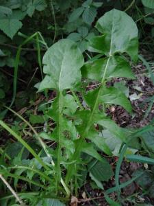 Red-seeded Dandelion