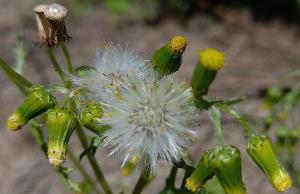 Common Groundsel