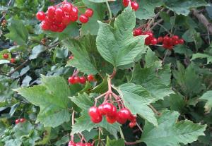 Guelder Rose