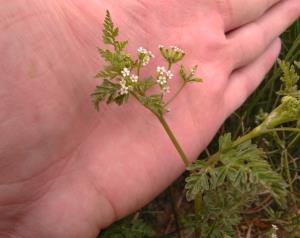 Lesser Marshwort