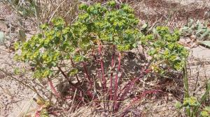 Portland Spurge