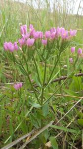 Seaside Centaury