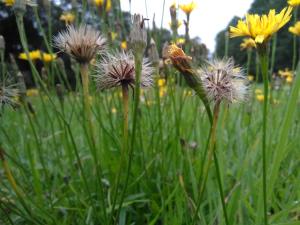 Autumn Hawkbit