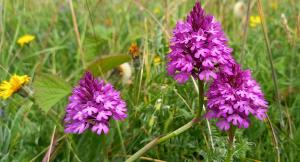 Pyramidal Orchid