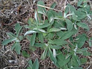 Mouse-ear Hawkweed