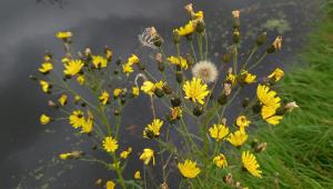 New England Hawkweed