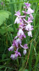 Heath Fragrant Orchid