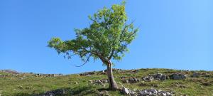 Common Hawthorn