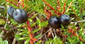 Crowberry