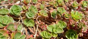 Caucasian Stonecrop