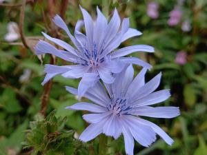 Chicory