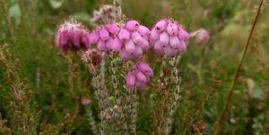 Cross-leaved Heath