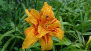 Orange Day-lily