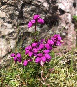 Bell Heather