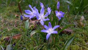 Siberian Squill