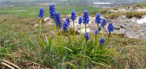 Common Grape-hyacinth