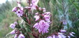 Common Heather