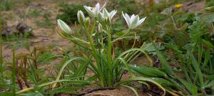 Garden Star of Bethlehem