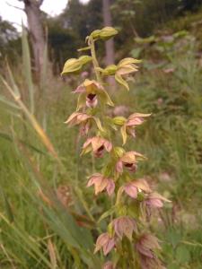 Broad-leaved Helleborine