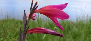 Eastern Gladiolus