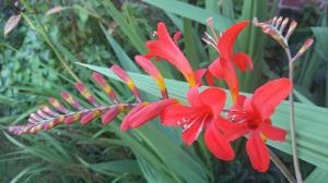 Giant Montbretia