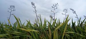 New Zealand Flax