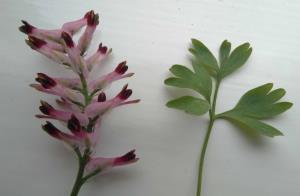 Common Ramping Fumitory