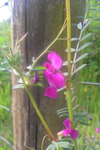 Narrow-leaved Vetch