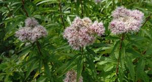 Hemp Agrimony