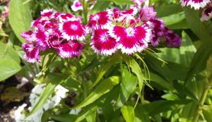 Sweet William