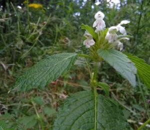 Common Hemp-nettle