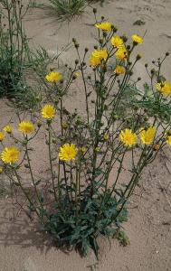 Narrow-leaved Hawkweed