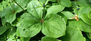 Herb Paris