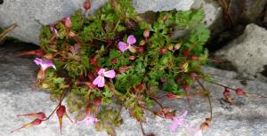 Herb Robert