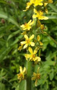 Fragrant Agrimony