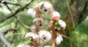 Common Wintergreen