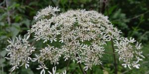 Common Hogweed