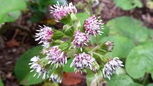 Winter Heliotrope