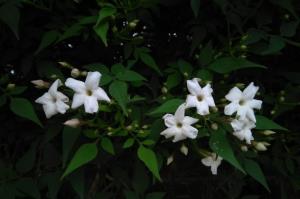 Common Jasmine