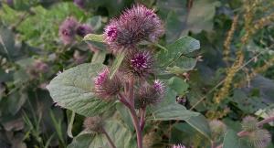 Wood Burdock